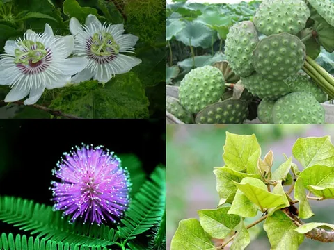 Đừng vội uống thuốc ngủ, trước khi dùng những bài thuốc này