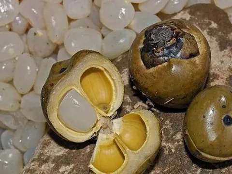 Công thức chế biến hạt đác cực ngon, giúp giảm cân và phòng trị nhiều loại bệnh