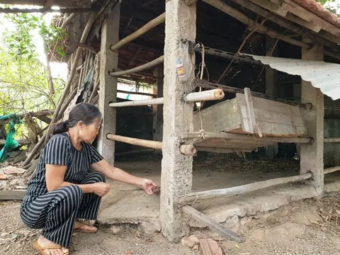 Hành vi gây phẫn nộ của kẻ giết hại bò mẹ mang thai xẻ lấy hai phần đùi 