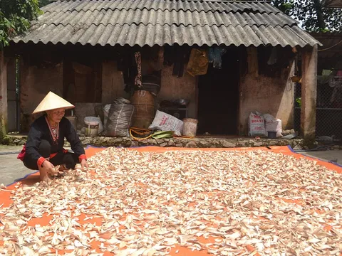 Người nắm giữ bài thuốc bí truyền chữa xương khớp ngàn đời của người Dao 