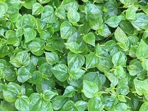 Công dụng chữa bệnh ít ai ngờ của rau càng cua