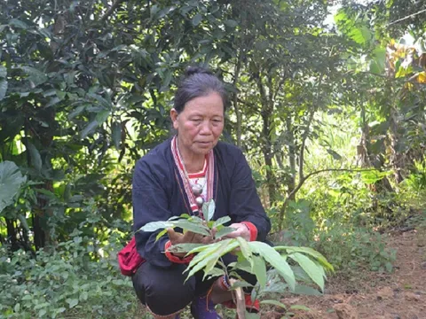  “Thần y” người Dao nắm giữ bài thuốc bí truyền chữa khỏi xương khớp