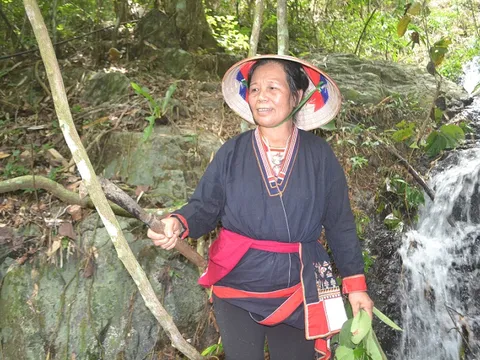Thảo dược quý hiếm trên vách đá chữa trị bệnh xương khớp của bà lang người Dao