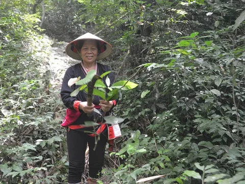 Bà lang người Dao “hồi sinh” bệnh nhân nằm chờ chết vì căn bệnh viêm đa khớp