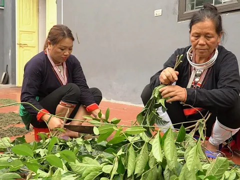Phương thuốc điều trị dứt điểm ngay viêm khớp gối của bà lang người dao 
