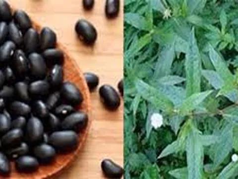 Điều trị suy thận bằng nước đỗ đen và cỏ mực