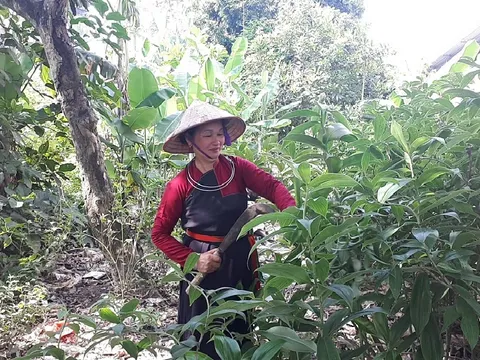 Bật mí bài thuốc Nam tăng cường nội tiết nữ của dân tộc Cao Lan, khiến chồng 'say như điếu đổ'