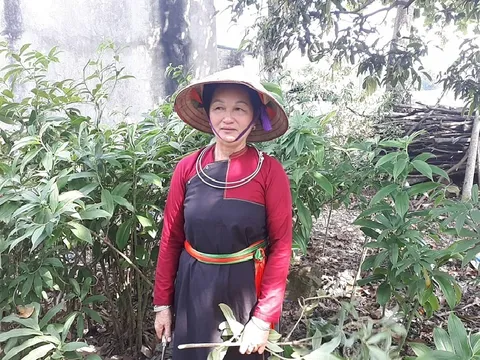 Chuyên gia thẩm định xuân dược phòng the của nữ lương y miền sơn cước