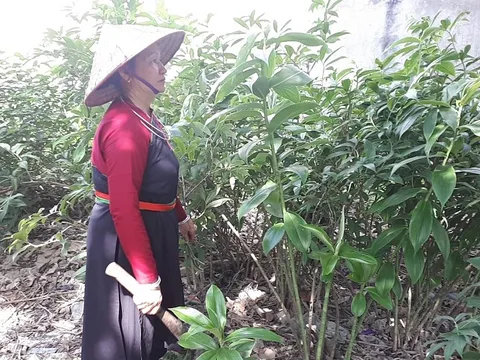 Thoát nám, khiến chồng say mê nhờ bài thuốc Nam tăng cường nội tiết của dân tộc Cao Lan