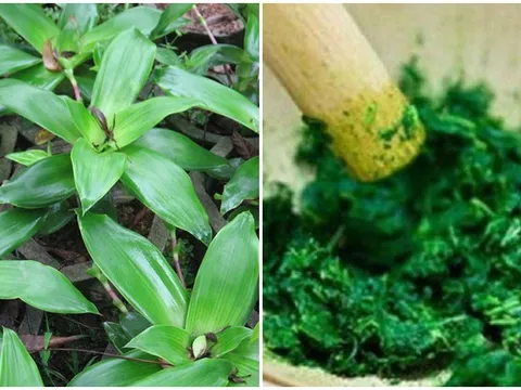 Những bài thuốc chữa bệnh bằng cây lược vàng