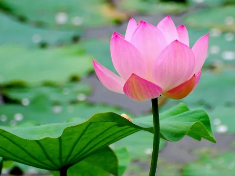Tướng tùy tâm sinh: Người có tâm từ bi sẽ được cải biến cả dung mạo lẫn số mệnh