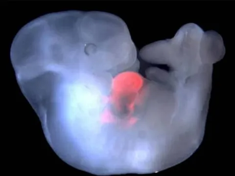 Phát triển thành công phôi lai giữa người và khỉ đầu tiên trên thế giới