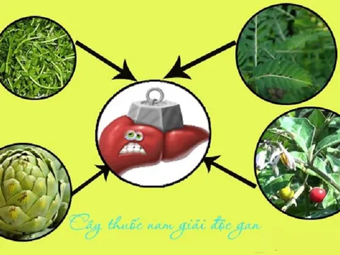 Điều trị men gan cao bằng những cây thuốc Nam quanh nhà