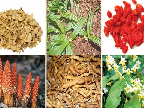 Những vị thuốc Nam tăng cường bản lĩnh phòng the, quý ông đang cảnh 'yếu đuối' cần tìm hiểu ngay