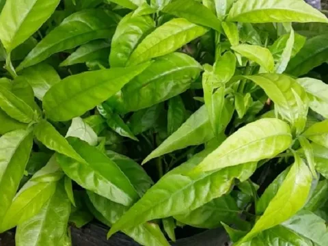 Cây xương khỉ chữa bệnh gan và xương khớp hiệu quả