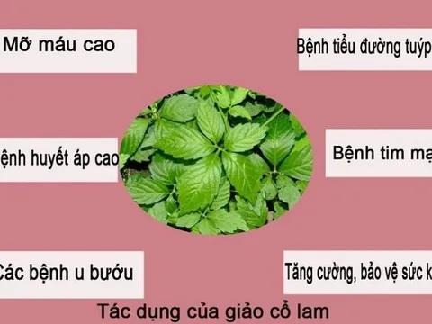 Giảo cổ lam và vô vàn tác dụng chữa bệnh ít ai ngờ