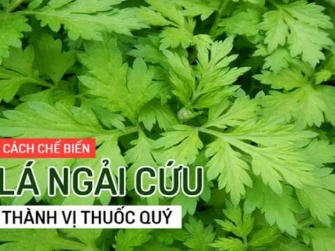 Ngải cứu – “cứu tinh” của người nghèo trong điều trị xương khớp và an thần