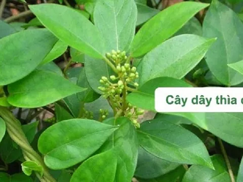 Cách sử dụng dây thìa canh chữa bệnh tiểu đường