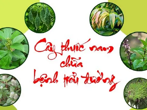 Những cây thuốc Nam điều trị bệnh tiểu đường cực hiệu quả