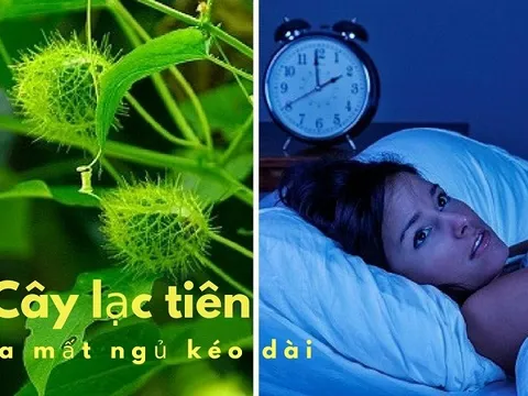 Cây Lạc Tiên - 'thần dược' chữa bệnh mất ngủ