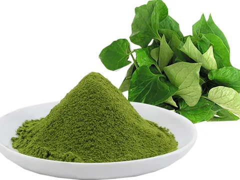 4 cách chữa bệnh trĩ đơn giản tại nhà bằng rau diếp cá 