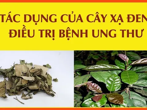 Thực hư tác dụng chữa bệnh ung thư của cây xạ đen