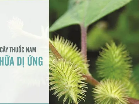 Chữa dị ứng hiệu quả bằng những cây thuốc Nam quanh nhà