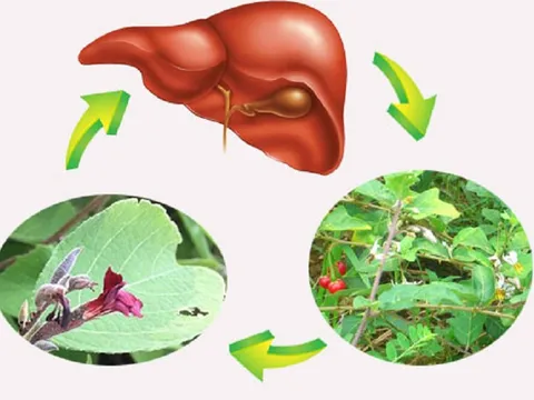 Tác dụng tuyệt vời của cây an xoa trong điều trị các bệnh về gan
