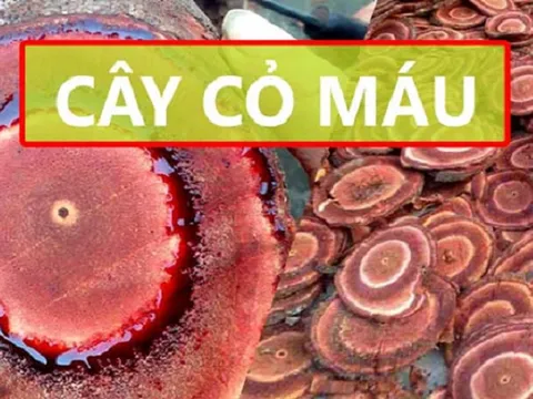 Cây cỏ máu: 'Thần dược' làm đẹp cho phụ nữ nhờ công dụng thông kinh hoạt lạc