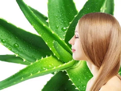 Không chỉ làm đẹp, nha đam còn có vô vàn công dụng chữa bệnh 'thần kỳ'