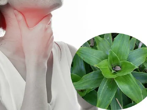 10 thảo dược tự nhiên dễ kiếm trị viêm họng cực hiệu quả