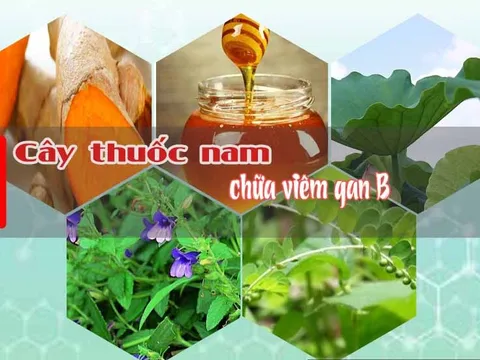 13 thảo dược tự nhiên hỗ trợ điều trị viêm gan B hiệu quả