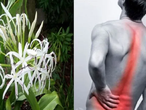 Bài thuốc chữa bệnh xương khớp hiệu quả từ cây lá náng