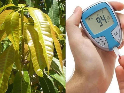”Mổ xẻ” bài thuốc chữa bệnh tiểu đường từ lá xoài