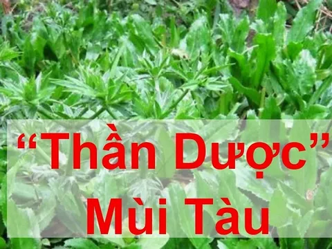 14 bài thuốc trị bệnh thường gặp từ rau mùi tàu