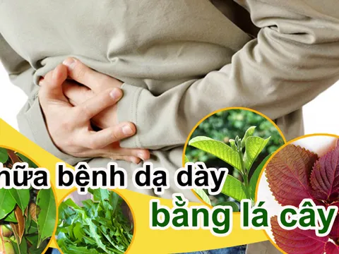 Chữa bệnh dạ dày bằng 11 loại lá cây trong vườn nhà