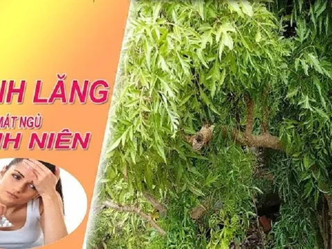 Cách sử dụng lá cây đinh lăng làm thuốc an thần, chữa chứng mất ngủ kinh niên