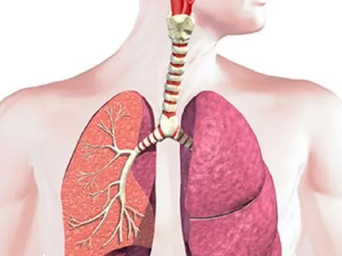 Cách bấm huyệt dưỡng phổi phòng bệnh hô hấp lúc giao mùa