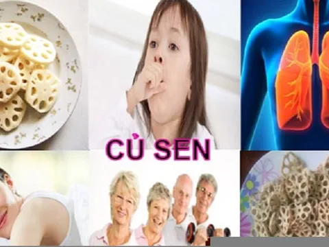 Môi trường ô nhiễm, hãy dùng ngay bài thuốc từ củ sen để bồi bổ và thanh lọc phổi