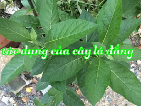 3 cách sử dụng cây lá đắng (mật gấu) chữa bệnh dạ dày hiệu quả