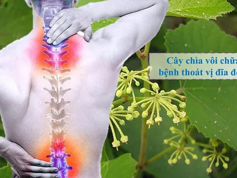 Tại sao gọi cây chìa vôi là 'thần dược' chữa bệnh xương khớp?