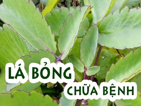 Lá bỏng: Không chỉ chữa bỏng hiệu quả mà còn trăm nghìn công dụng khác