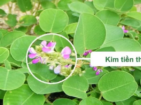 Kim tiền thảo - thảo dược 'vàng' cho người mắc bệnh sỏi thận và tiết niệu