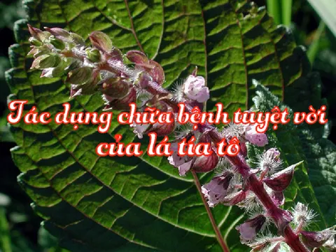 Bất ngờ công dụng chữa bệnh và làm đẹp của tía tô