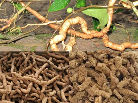Bài thuốc chữa đau lưng mỏi gối, tăng cường 'bản lĩnh' phái mạnh từ ba kích