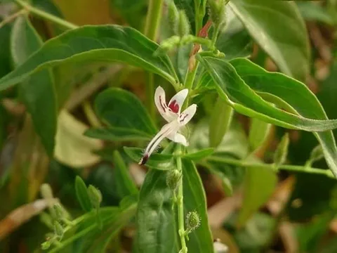 Xuyên Tâm Liên dược liệu bị lãng quên