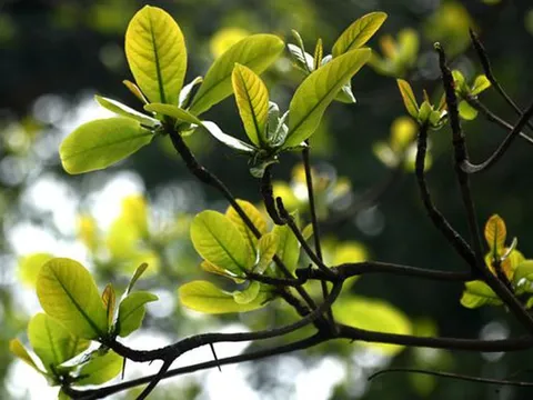 Mẹo chữa sâu răng bằng lá bàng cực hiệu quả mà ít ai biết tới