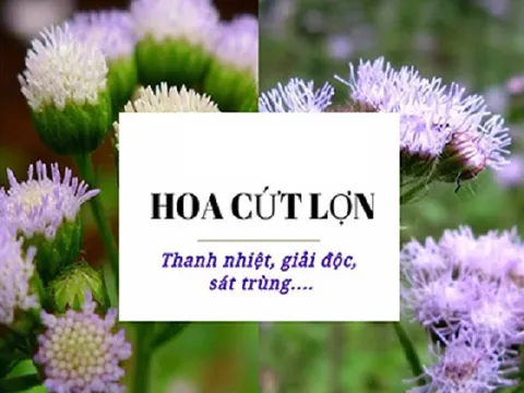 Hoa cứt lợn thanh nhiệt, giải độc sát trùng và nhiều công dụng chữa bệnh bất ngờ