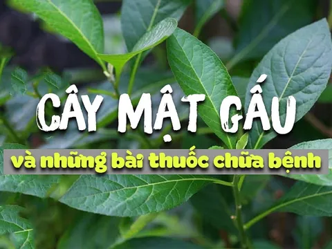 Công năng 'thần kỳ' của cây mật gấu và cách sử dụng hiệu quả