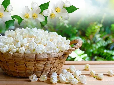 Giải mã công dụng an thần và giảm cân của trà hoa nhài